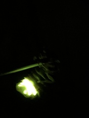 Lampyris noctiluca
