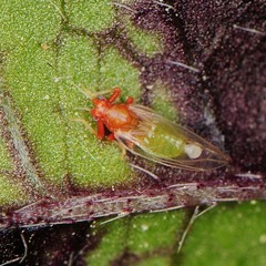 Bactericera antennata