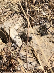 Calliptamus barbarus