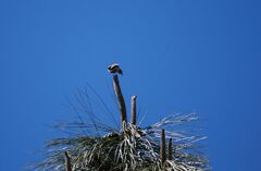Phylloscopus canariensis
