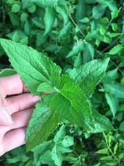 Conoclinium coelestinum