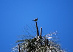 Phylloscopus canariensis