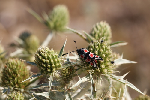 Zygaena occitanica
