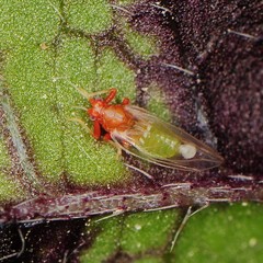 Bactericera antennata