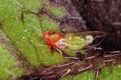 Bactericera antennata