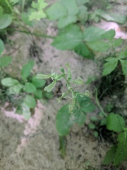 Neottia convallarioides