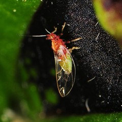 Bactericera antennata