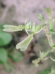 Neottia convallarioides