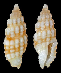 Kermia