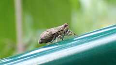 Issus coleoptratus