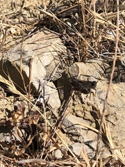 Calliptamus barbarus