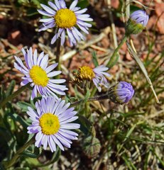 Erigeron vetensis
