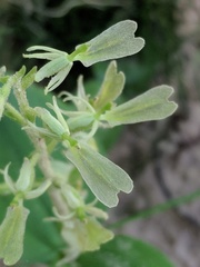 Neottia convallarioides