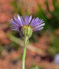 Erigeron vetensis