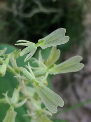 Neottia convallarioides
