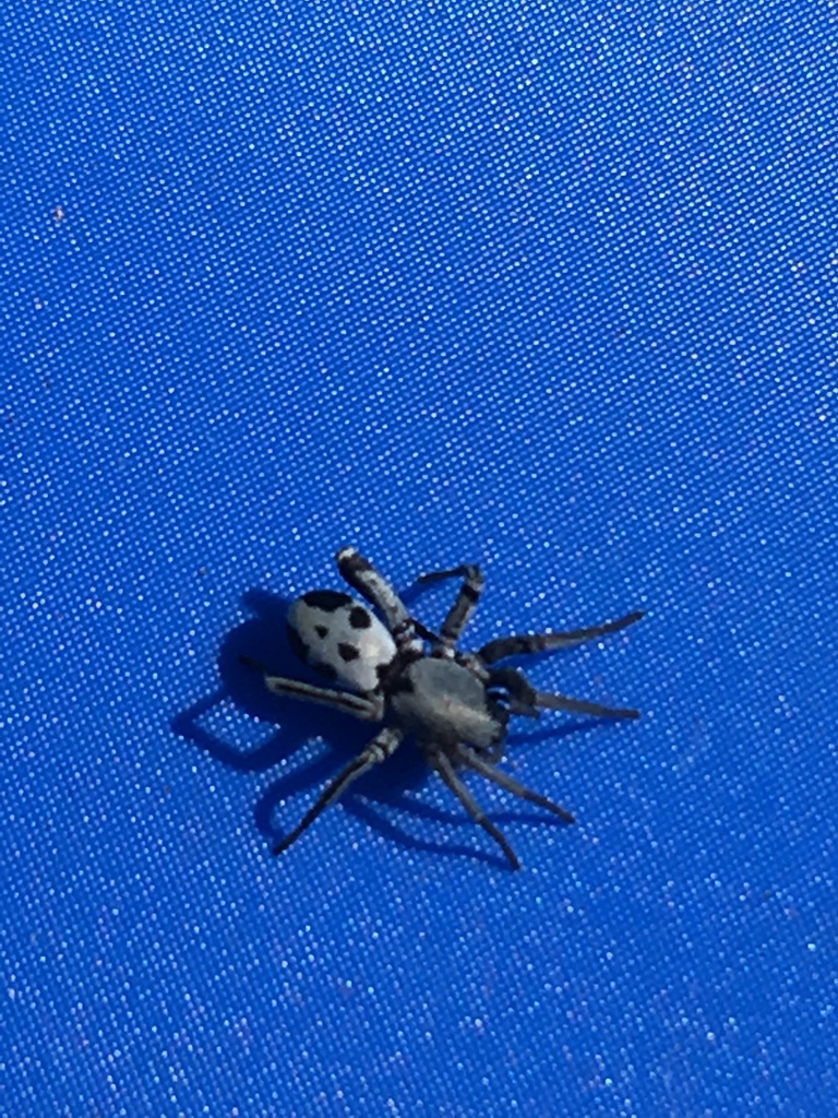 Castianeira crucigera