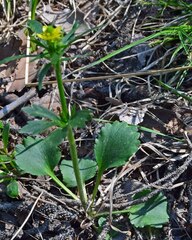 Ranunculus inamoenus