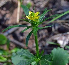 Ranunculus inamoenus