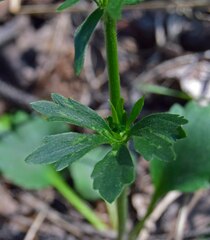 Ranunculus inamoenus