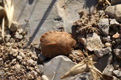 Eurygaster hottentotta