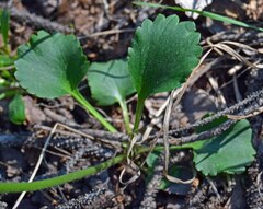 Ranunculus inamoenus