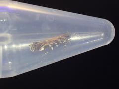 Aristotelia decoratella