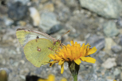 Colias phicomone