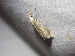Metacrambus carectellus