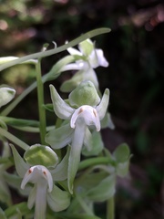 Platanthera macrophylla