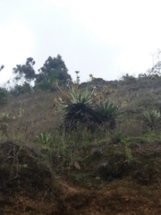 Espeletia corymbosa