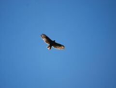 Buteo buteo insularum
