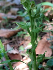 Platanthera hookeri