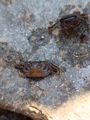 Cyclograpsus cinereus