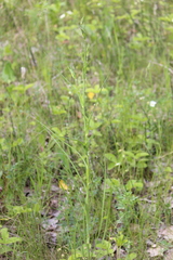 Tragopogon ruthenicus