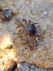 Cyclograpsus cinereus