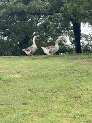 Anser anser domesticus × anser cygnoides domesticus