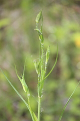 Tragopogon ruthenicus