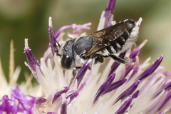 Megachile
