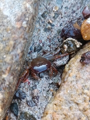 Cyclograpsus cinereus
