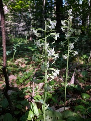 Platanthera macrophylla