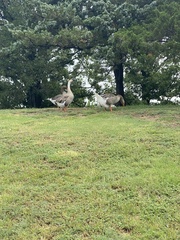 Anser anser domesticus × anser cygnoides domesticus