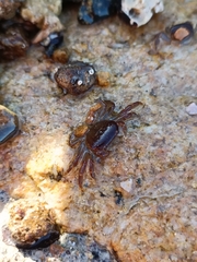 Cyclograpsus cinereus