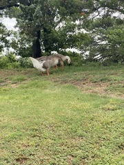 Anser anser domesticus × anser cygnoides domesticus