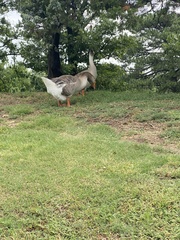 Anser anser domesticus × anser cygnoides domesticus