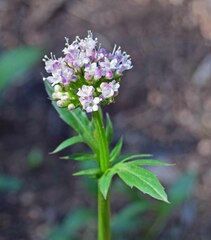 Valeriana acutiloba