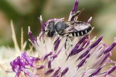 Megachile