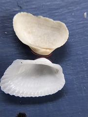 Fugleria tenera