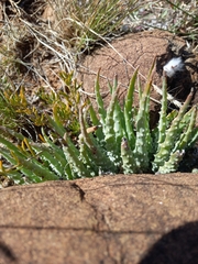 Aloe humilis