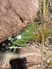 Aloe humilis