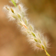Digitaria californica (Digitaria californica)